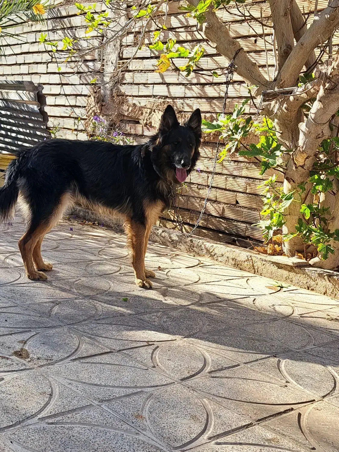 فروش سگ ژرمن مو کلاسیک به همراه..هدیه|سگ|کرمان, |دیوار