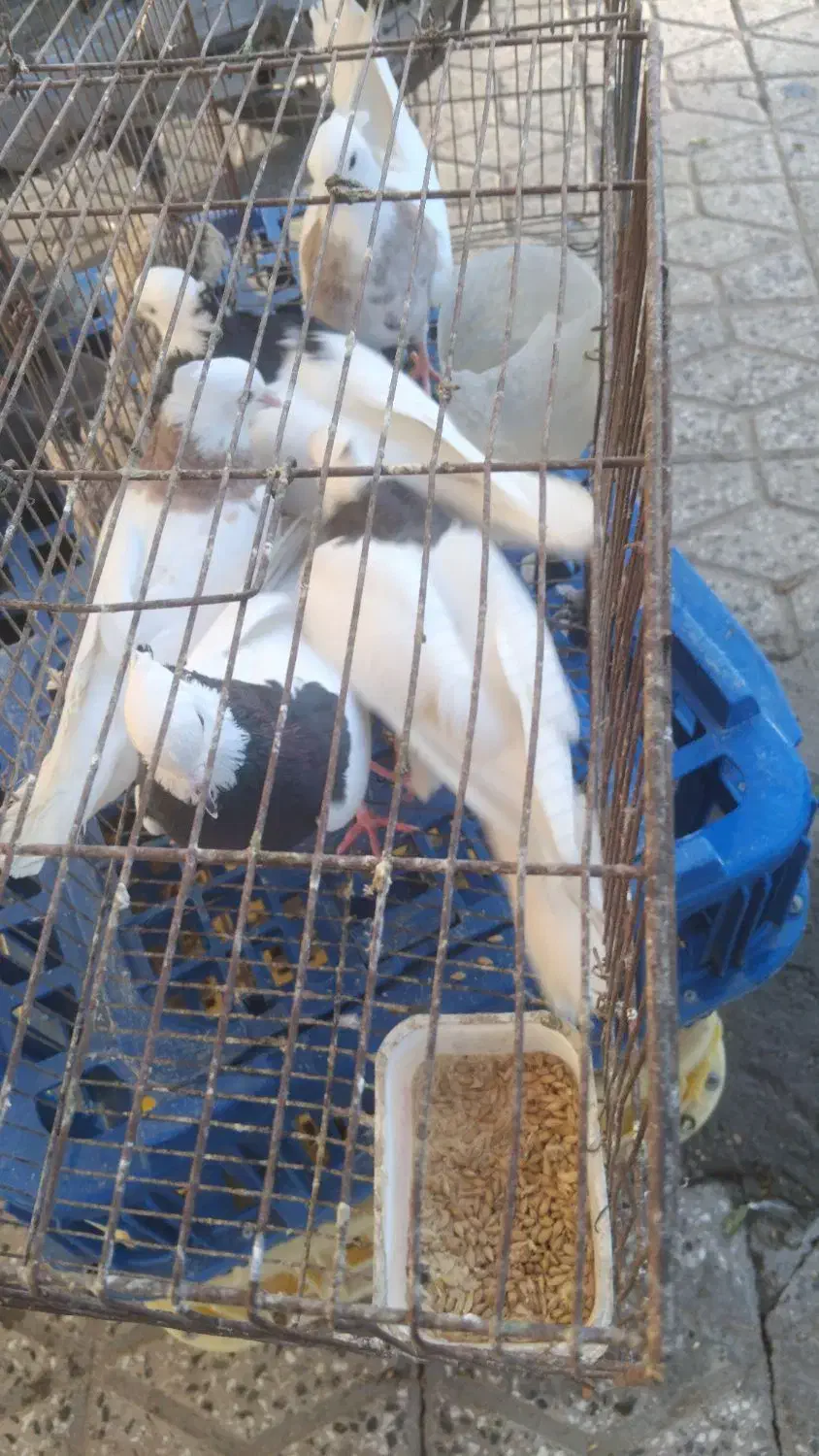 کبوتر طوقی|پرنده|دره شهر, |دیوار