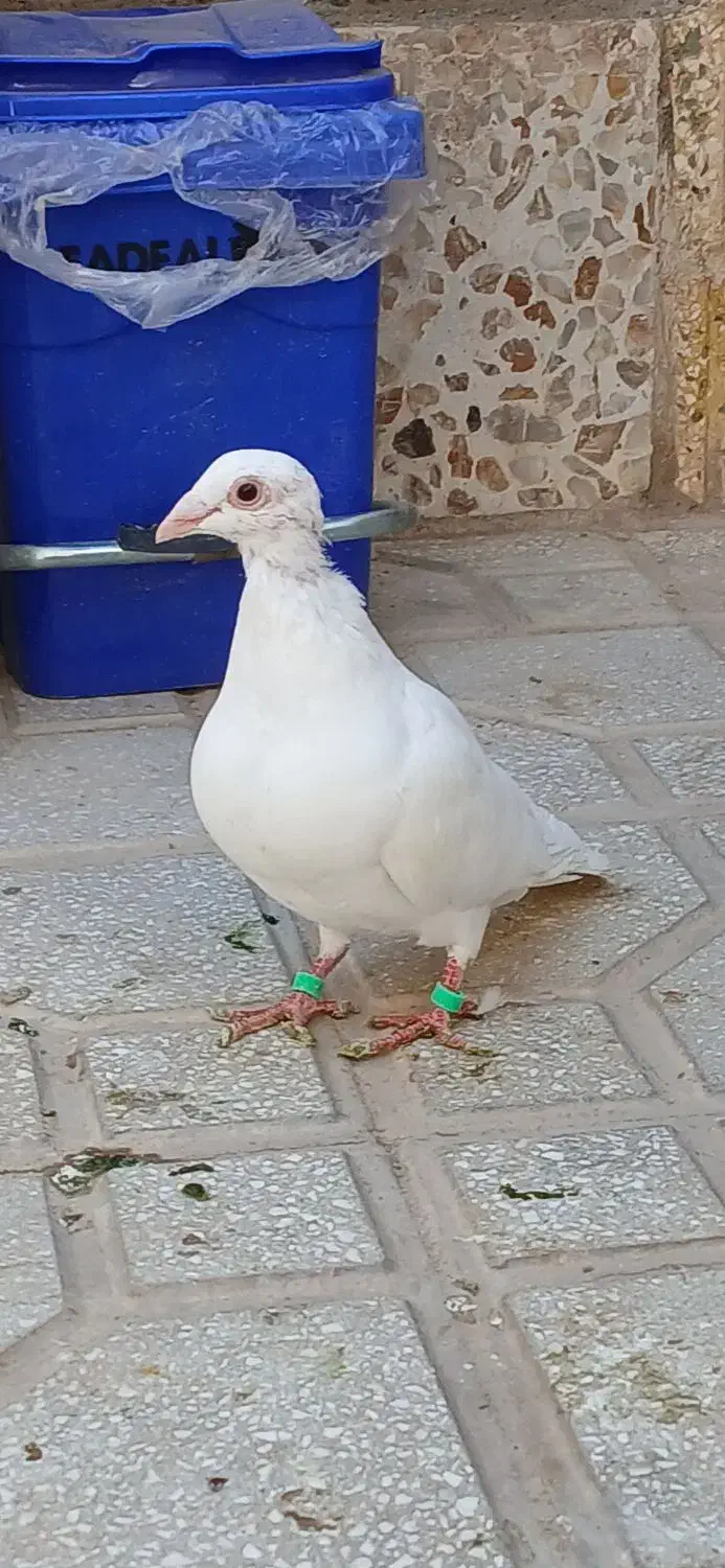 جوجه هفترنگ جوانه|پرنده|سبزوار, شهرک ابوذر|دیوار