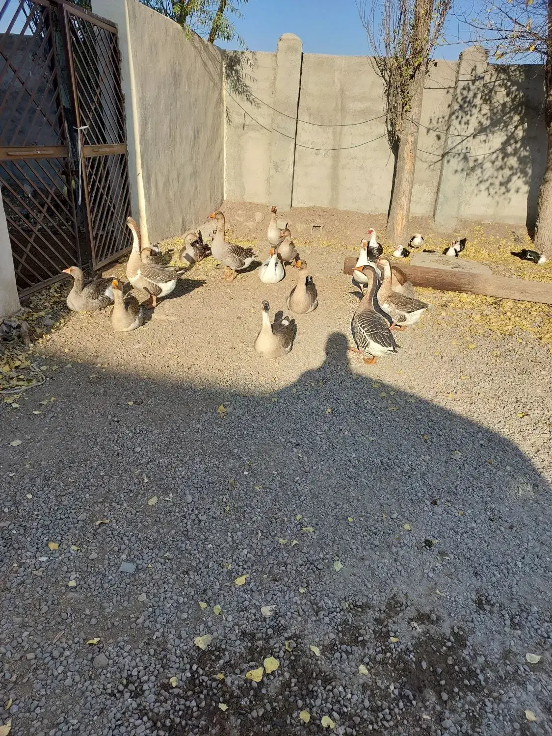 فروش قو غاز ارگانیک|حیوانات مزرعه|اردبیل, |دیوار