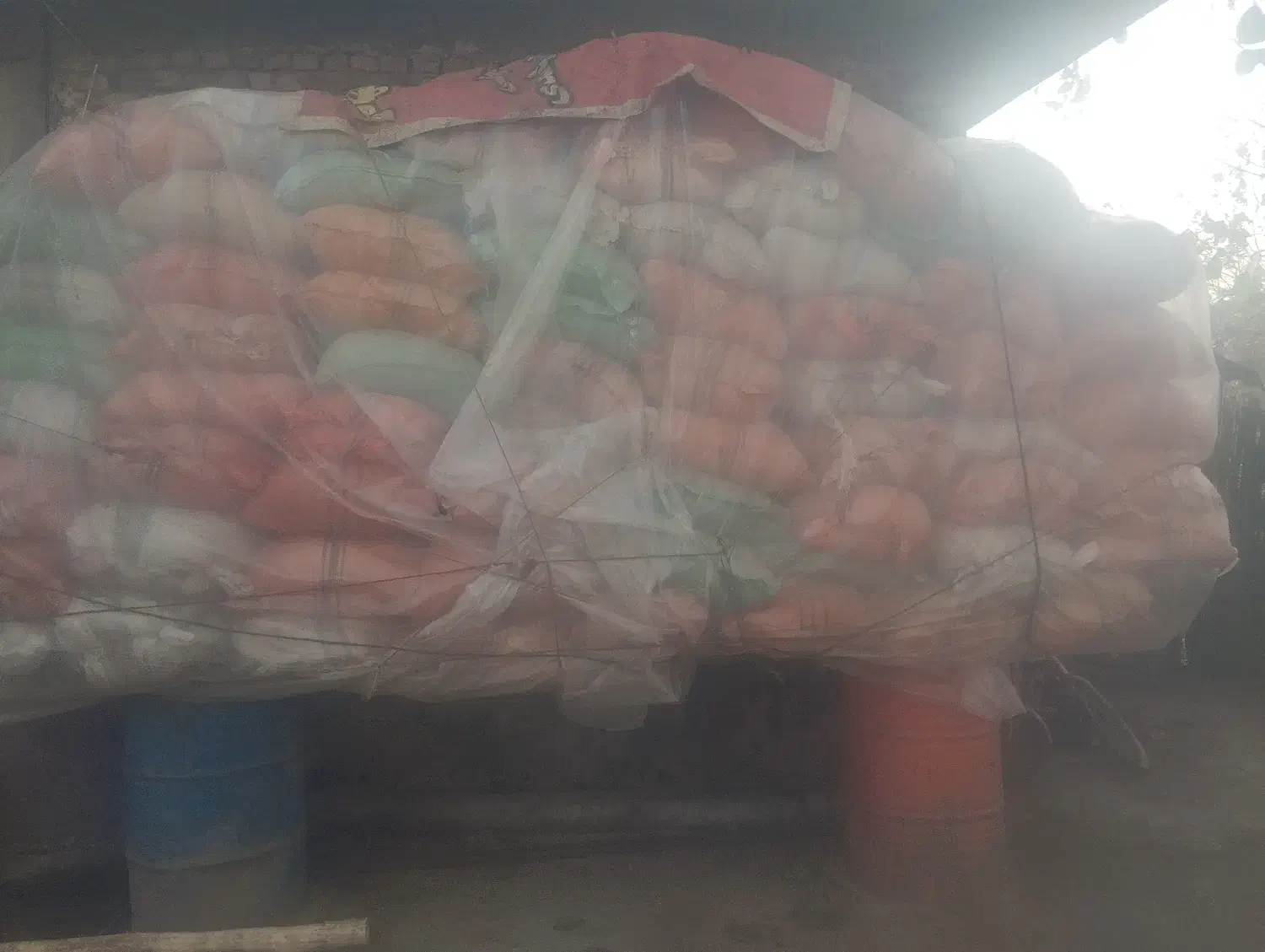 فروش کولش و سوپ گاو|حیوانات مزرعه|آستانه اشرفیه, |دیوار