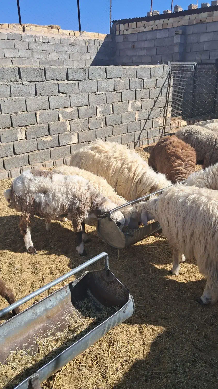 باسلام ۷ راس بره نر سبک وزن|حیوانات مزرعه|سده (خراسان جنوبی), |دیوار