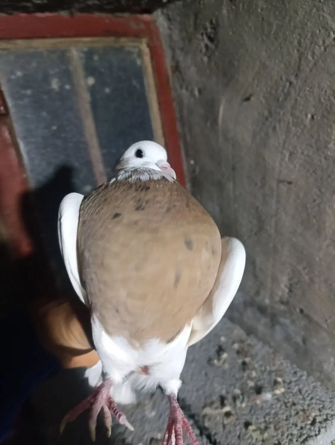 کبوتر طوقی|پرنده|سنندج, |دیوار