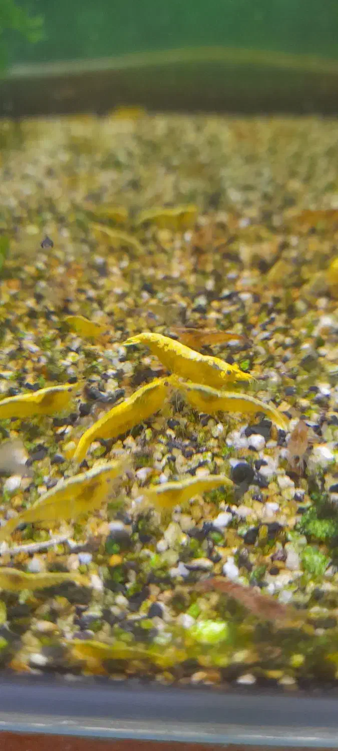 حراج شریمپ یا میگو|ماهی|دوگنبدان, |دیوار