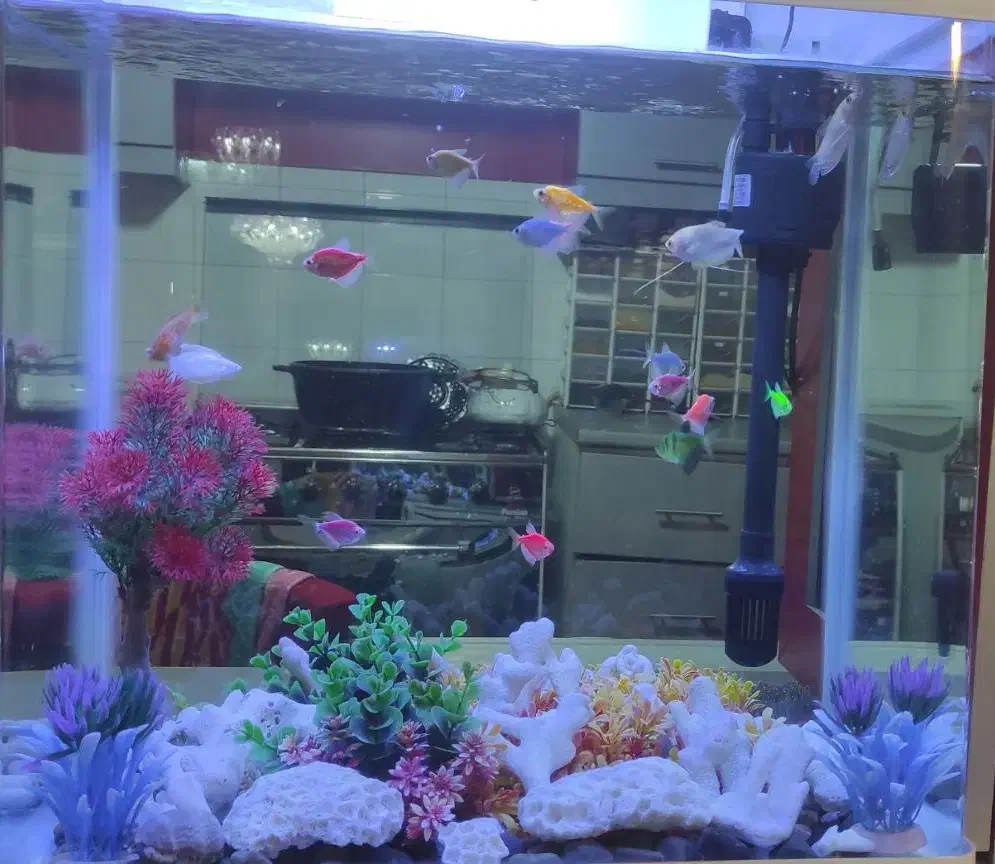 اکواریوم|ماهی|سبزوار, کاشفی شمالی (دادگستری)|دیوار