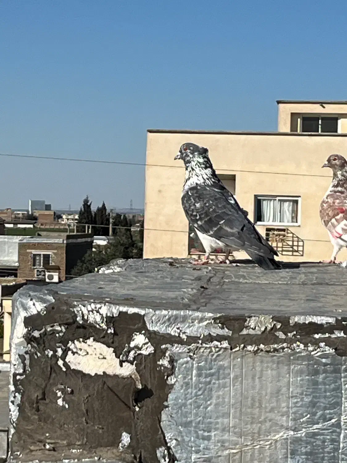 جفت کبوتر ۳۰۰|پرنده|گنبد کاووس, |دیوار
