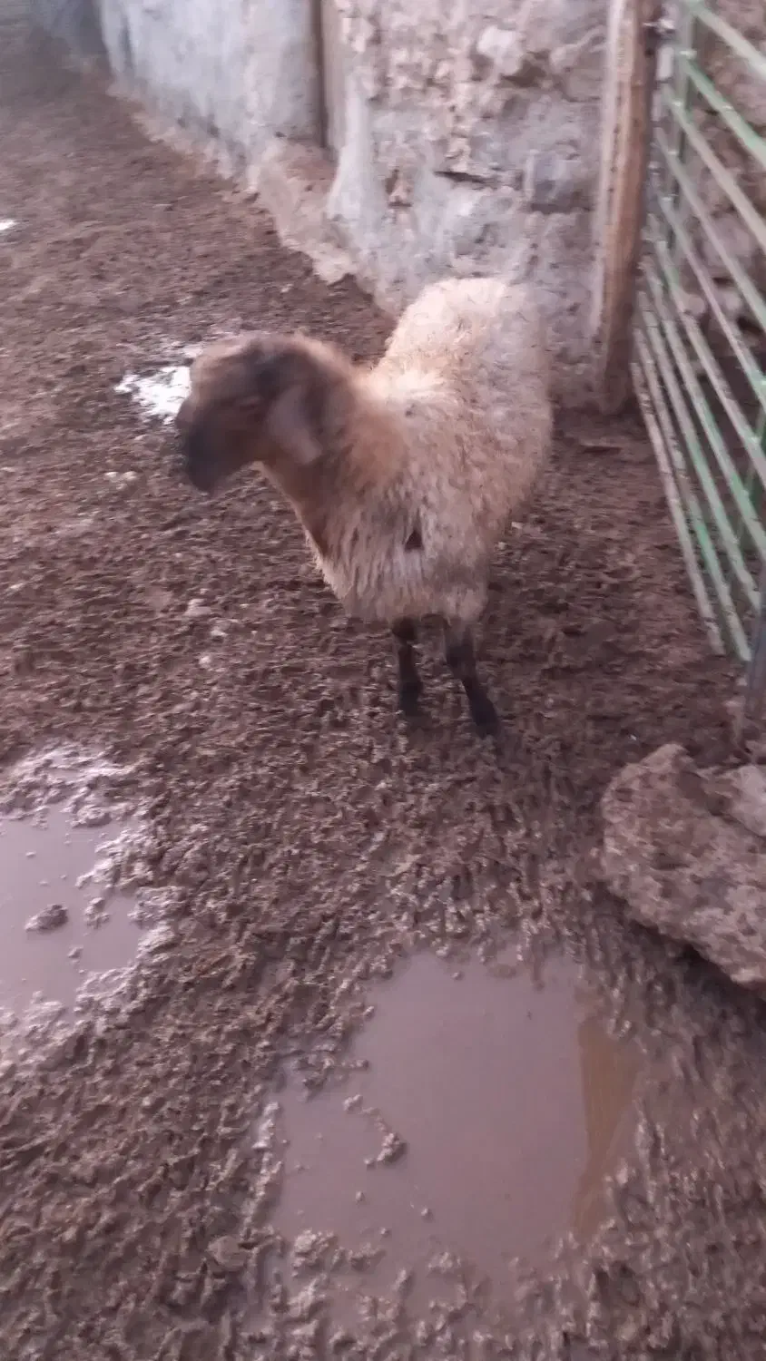 بره قوچ همو|حیوانات مزرعه|شیروان (خراسان), |دیوار