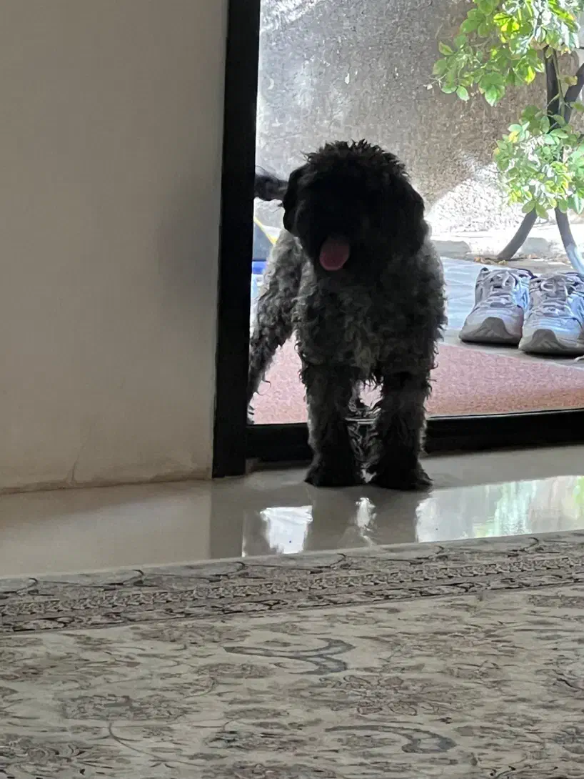 سلام نژاد پودل خاکستری عقیم شده|سگ|نیشابور, هفده شهریور|دیوار