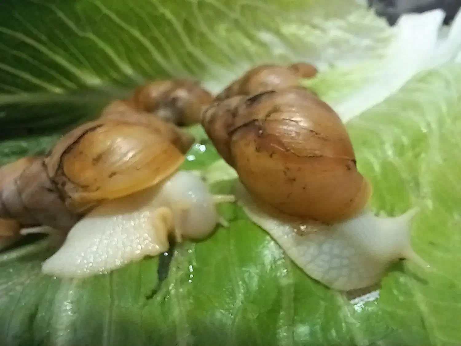 حلزونه|خزنده|تهران, مشیریه|دیوار