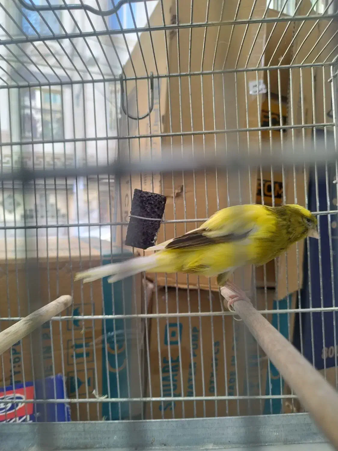 قناری رسمی نرو ماده|پرنده|اندیشه, اندیشه فاز ۱|دیوار