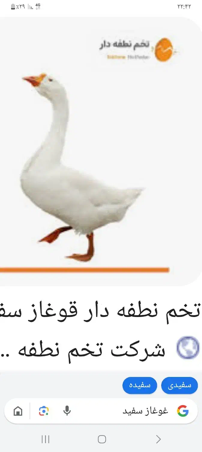 غوقاز|حیوانات مزرعه|نهاوند, |دیوار