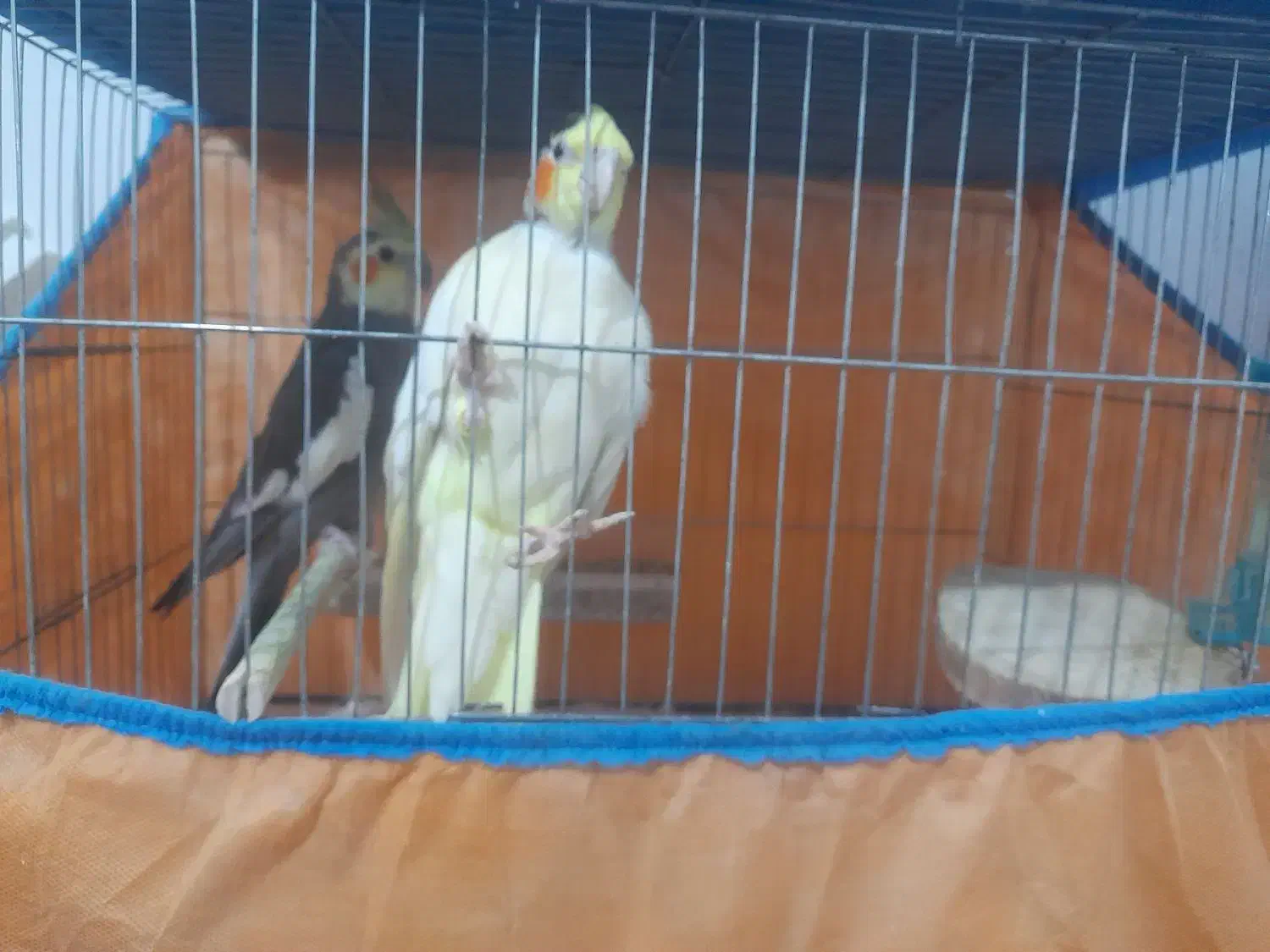 عروس هلندی بالغ جوجه داده|پرنده|رشت, حمیدیان|دیوار