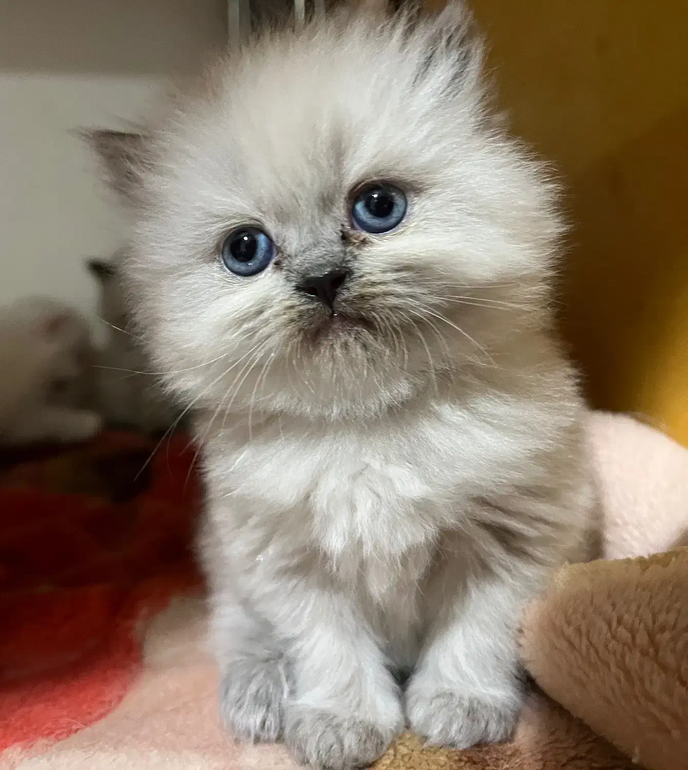 فروش گربه اصیل|گربه|مینودشت, |دیوار