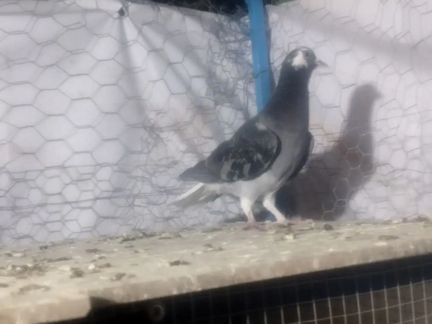 دوتا کر ماده|پرنده|خمینی‌شهر, |دیوار