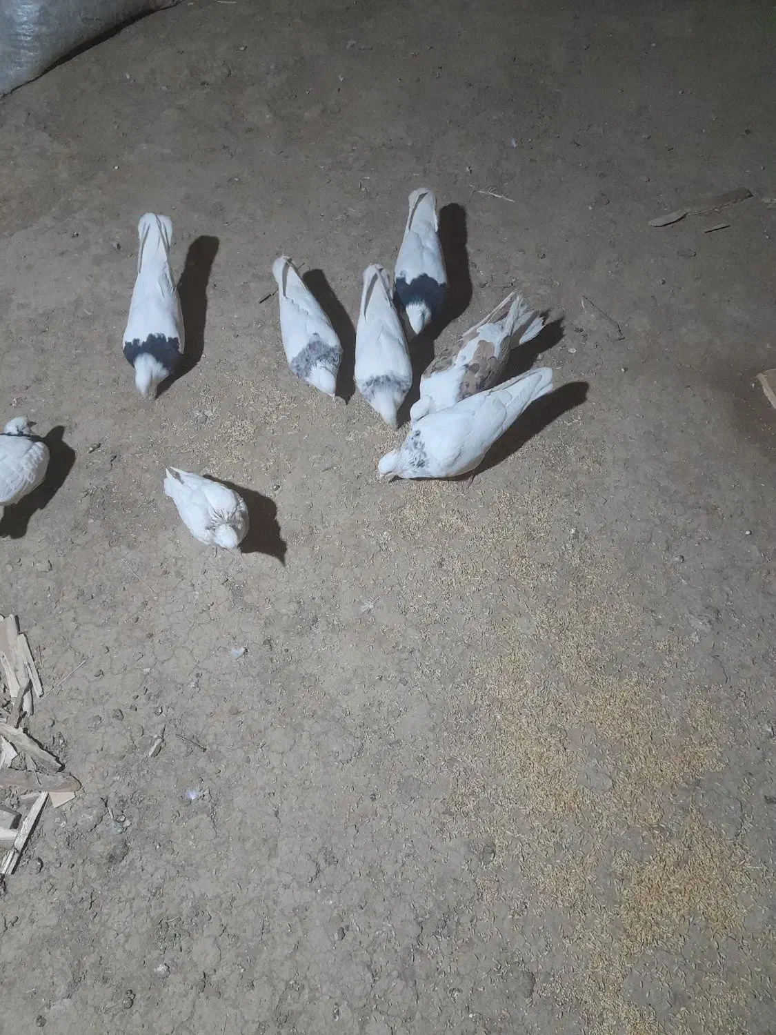 کبوتر فروشی|پرنده|سنقر, |دیوار