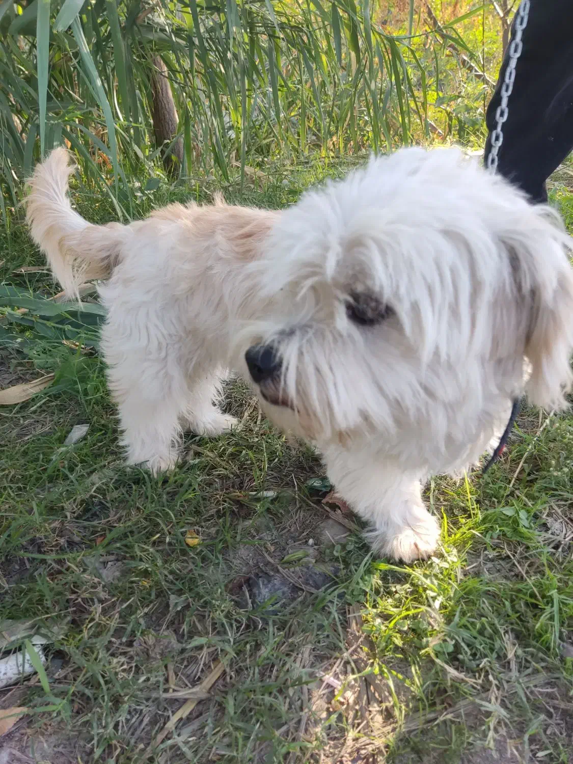 سگ  زیبا اروم باهوش|سگ|گرگان, |دیوار