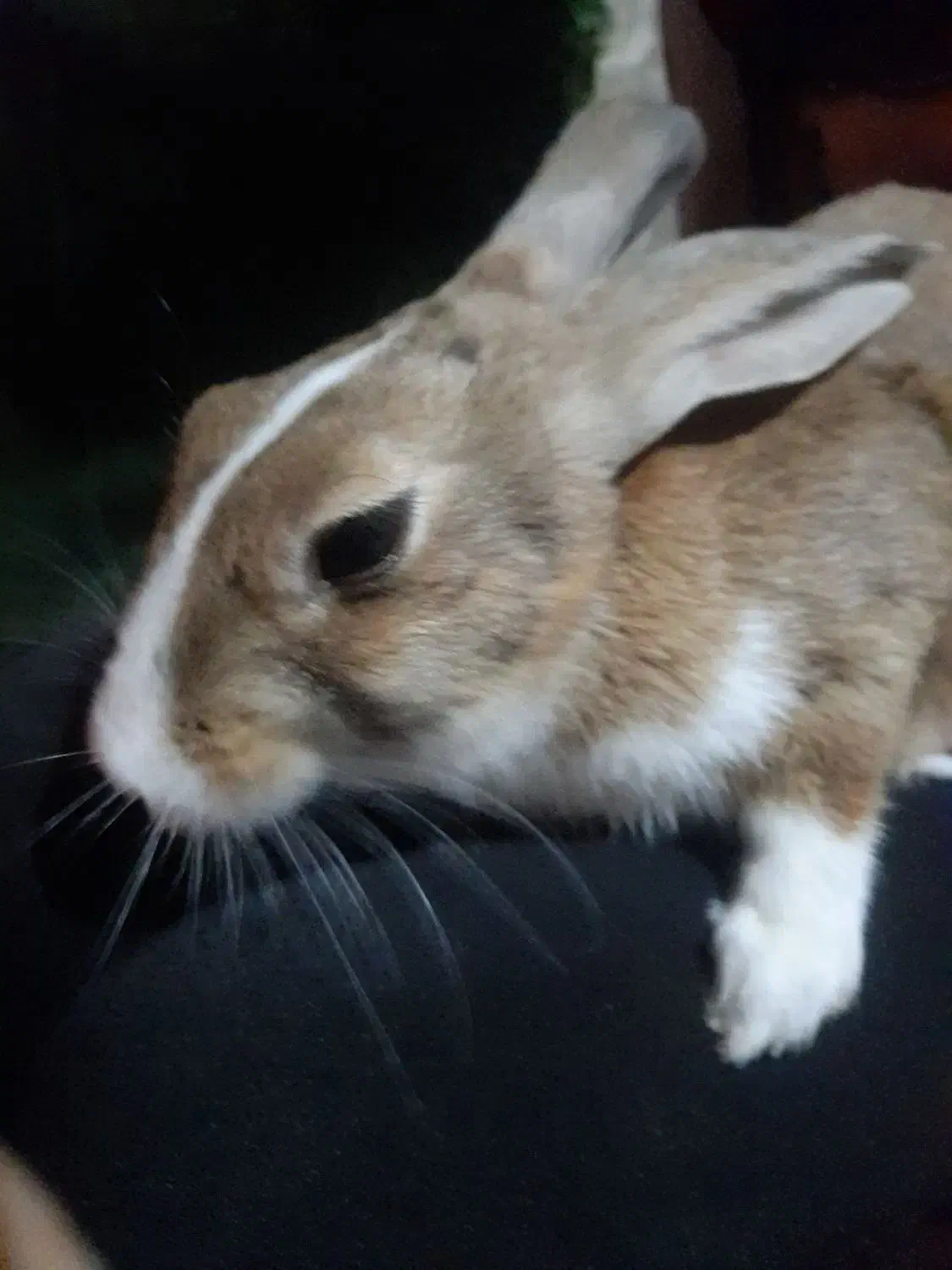 خرگوش ماده|موش و خرگوش|شیراز, ریاستی|دیوار