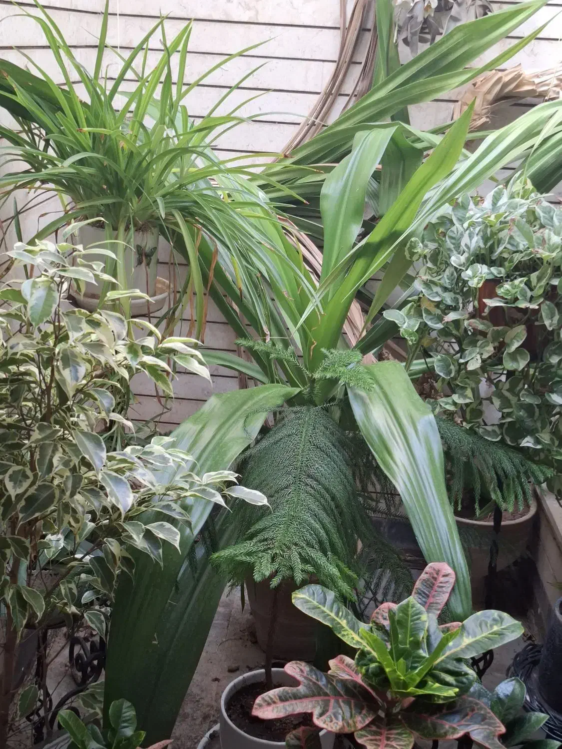 پاندانوس (گل برگ موزی)|گل و گیاه طبیعی|شاهین‌شهر, نظامی|دیوار