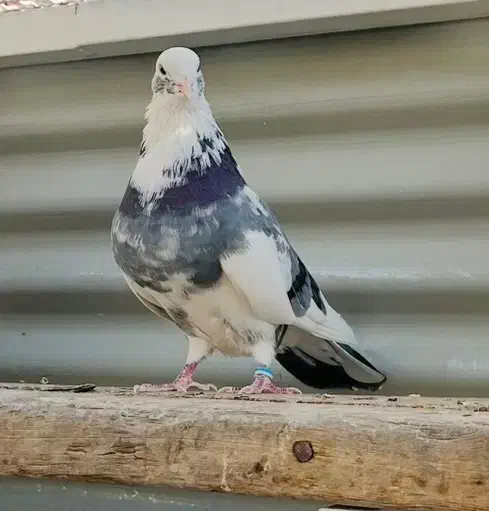 کفتر کبوتر|پرنده|تهران, حکیمیه|دیوار