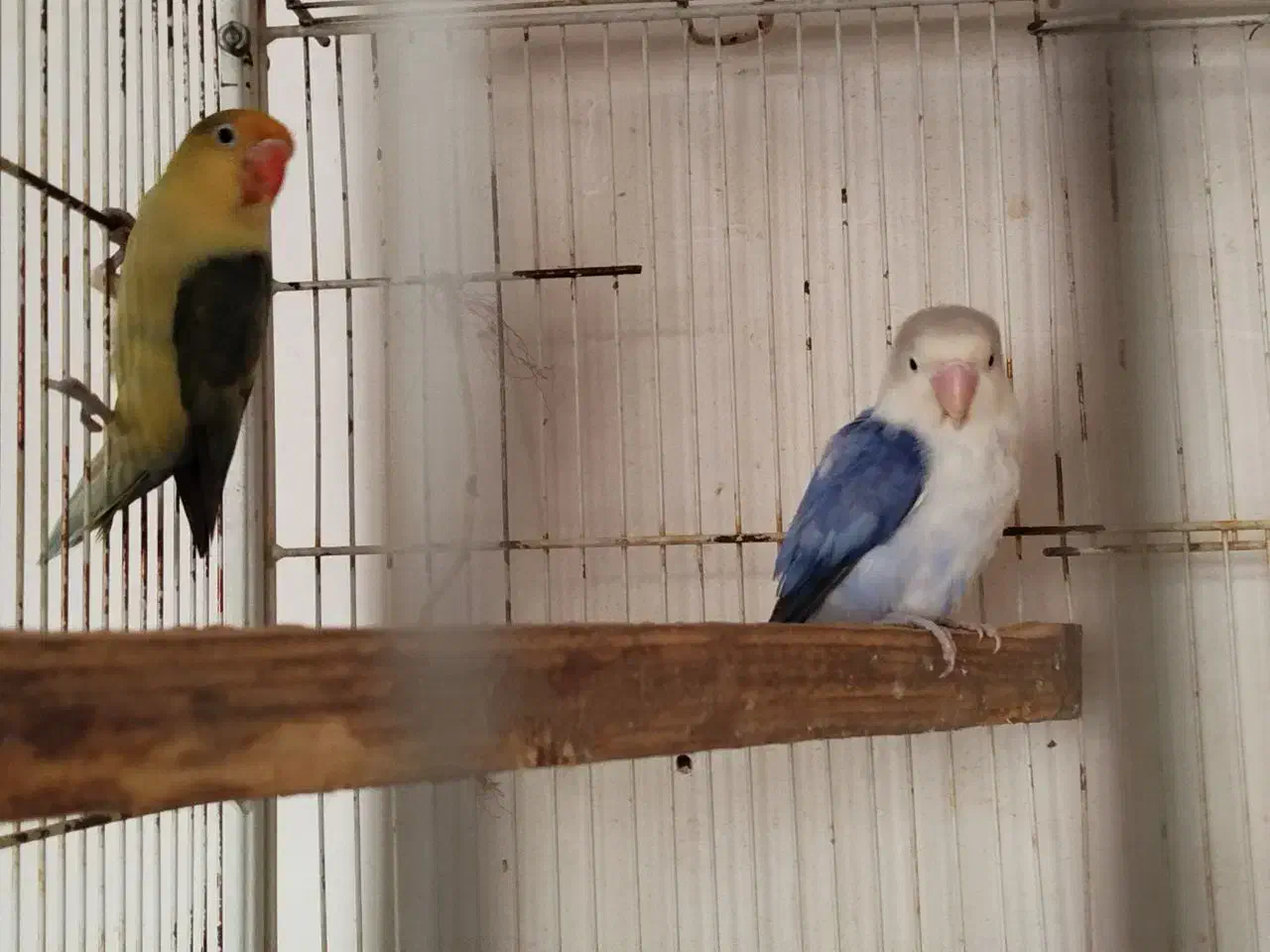 طوطی برزیلی بالغ|پرنده|جهرم, |دیوار