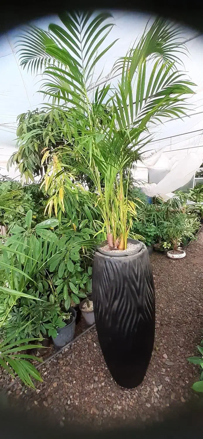 کار آموز کشاورزی ساکن ورجان برای گیاهان آپارتمانی|استخدام آموزشی|کهک, |دیوار