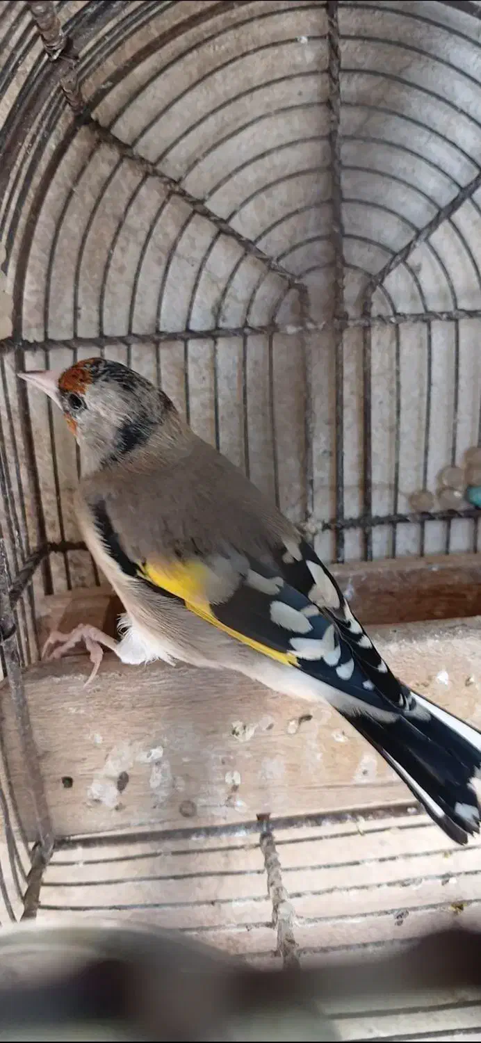 سهره دورگ ۳عدد|پرنده|شیراز, نصر|دیوار