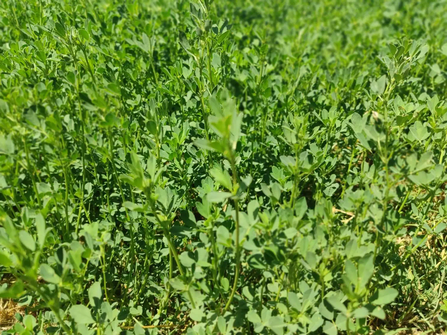 یونجه|خدمات باغبانی و درختکاری|نورآباد, |دیوار