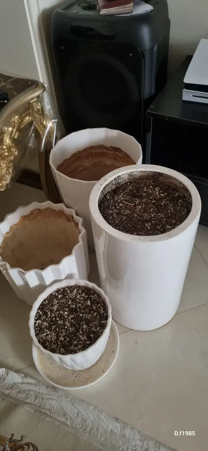 گلدان|گل و گیاه طبیعی|تهران, شهرک فردوس (حسینی)|دیوار