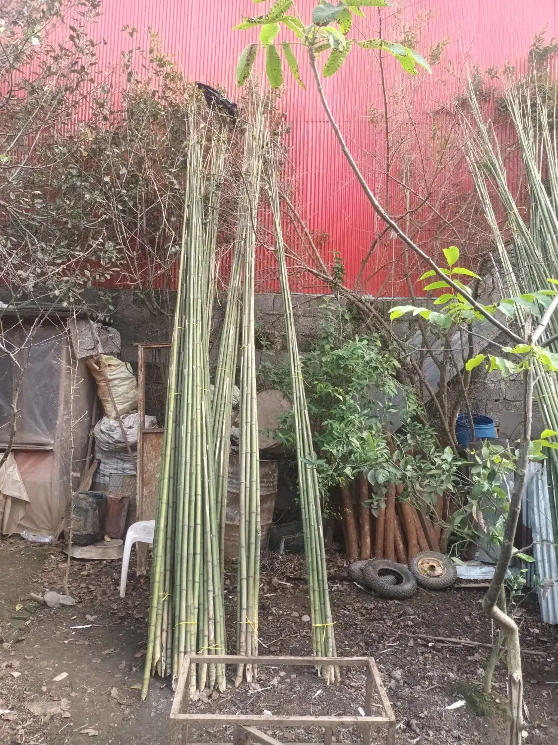 لوله خزران|خدمات باغبانی و درختکاری|تالش, هشتپر|دیوار