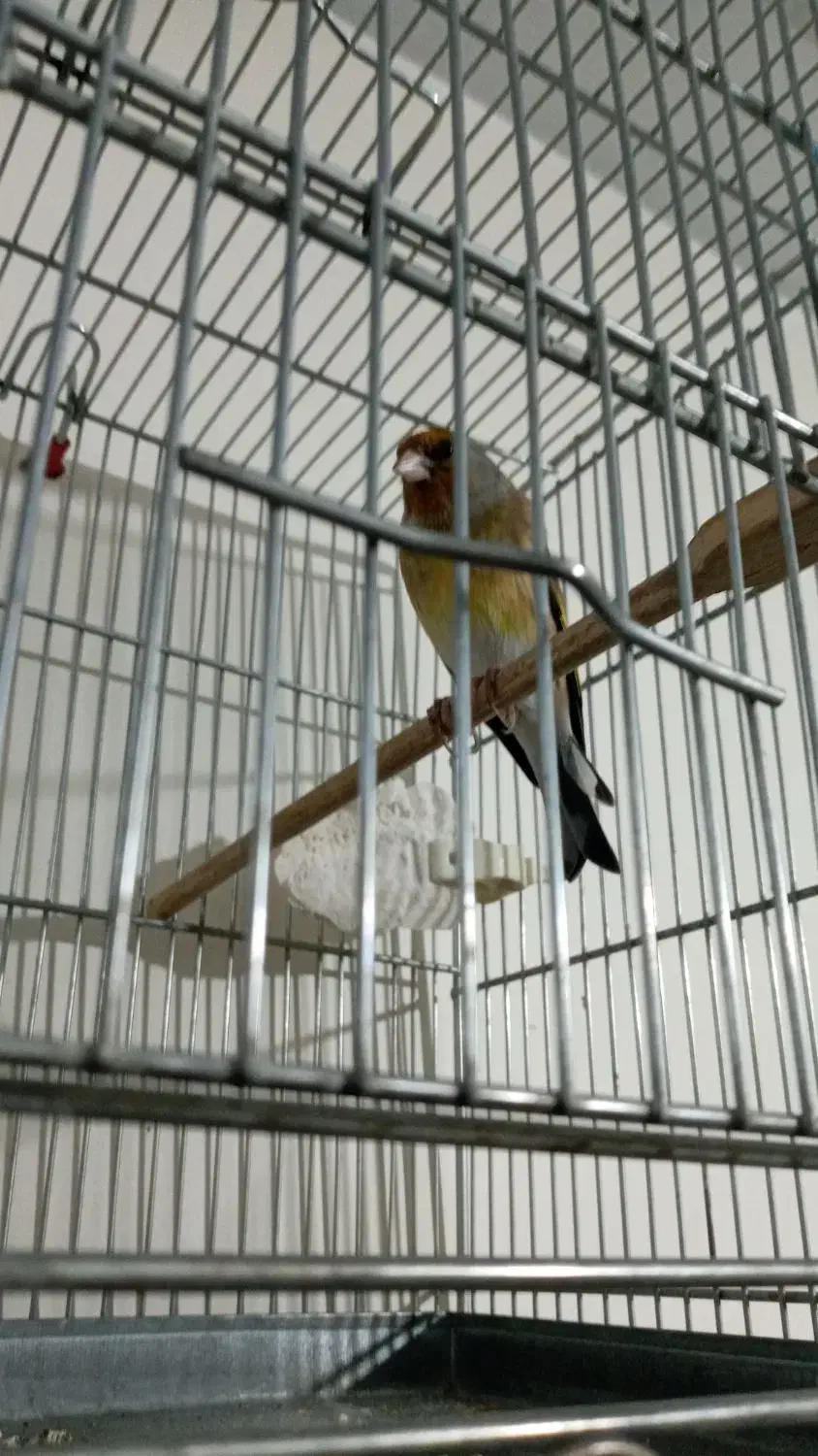 سهره قناری دهنداربخون.|پرنده|کرج, المهدی|دیوار