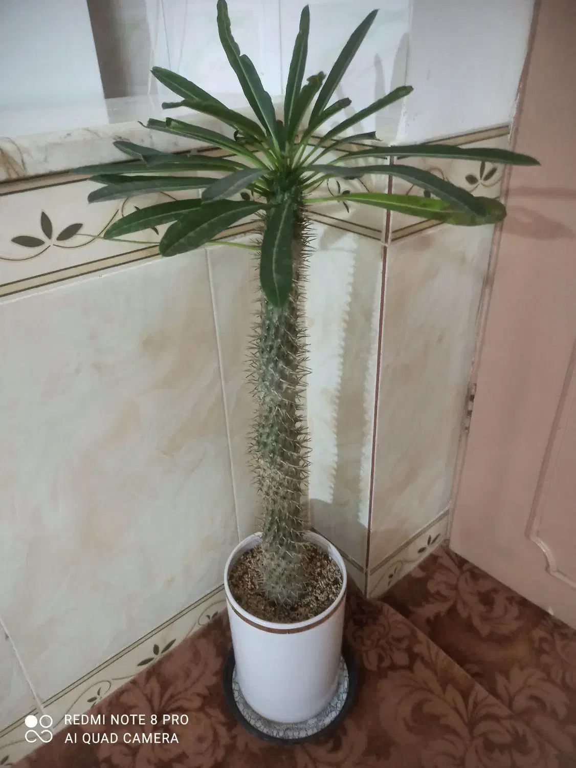 گل نخل ماداگاسکار با گلدان|گل و گیاه طبیعی|کرمانشاه, |دیوار