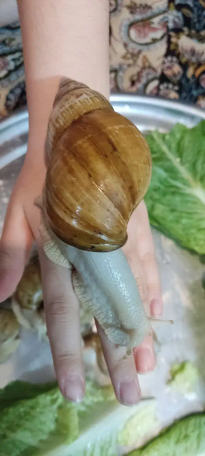 حلزون|خزنده|سبزوار, فرهنگیان|دیوار