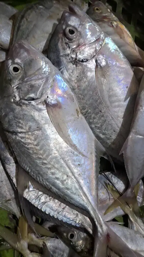 ماهی فروشی|ماهی|بندر کنگان, |دیوار