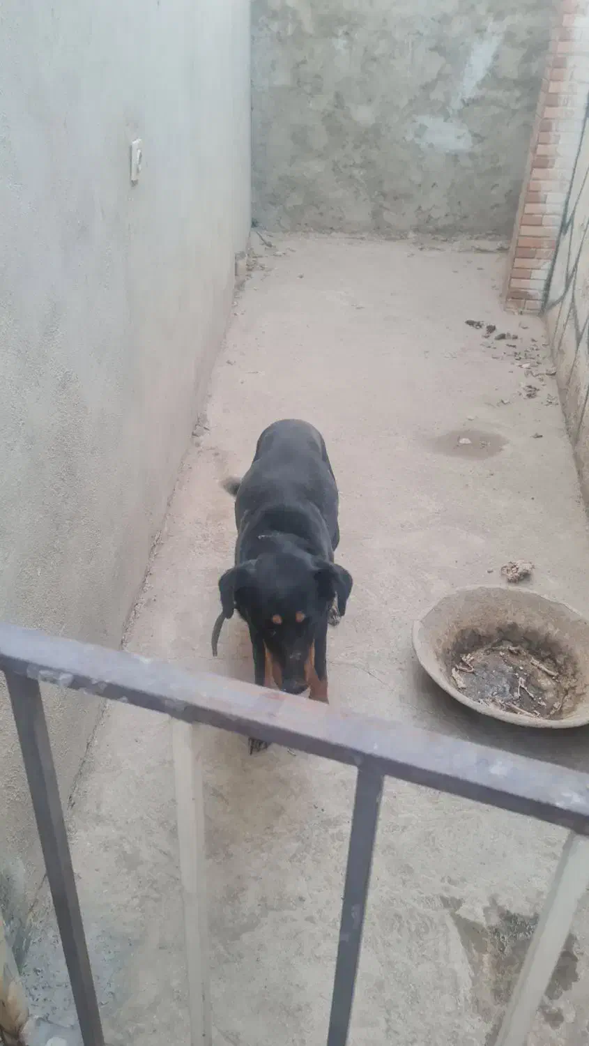 سگ دوبرمن اصل|سگ|پاکدشت, پاکدشت (مامازند)|دیوار