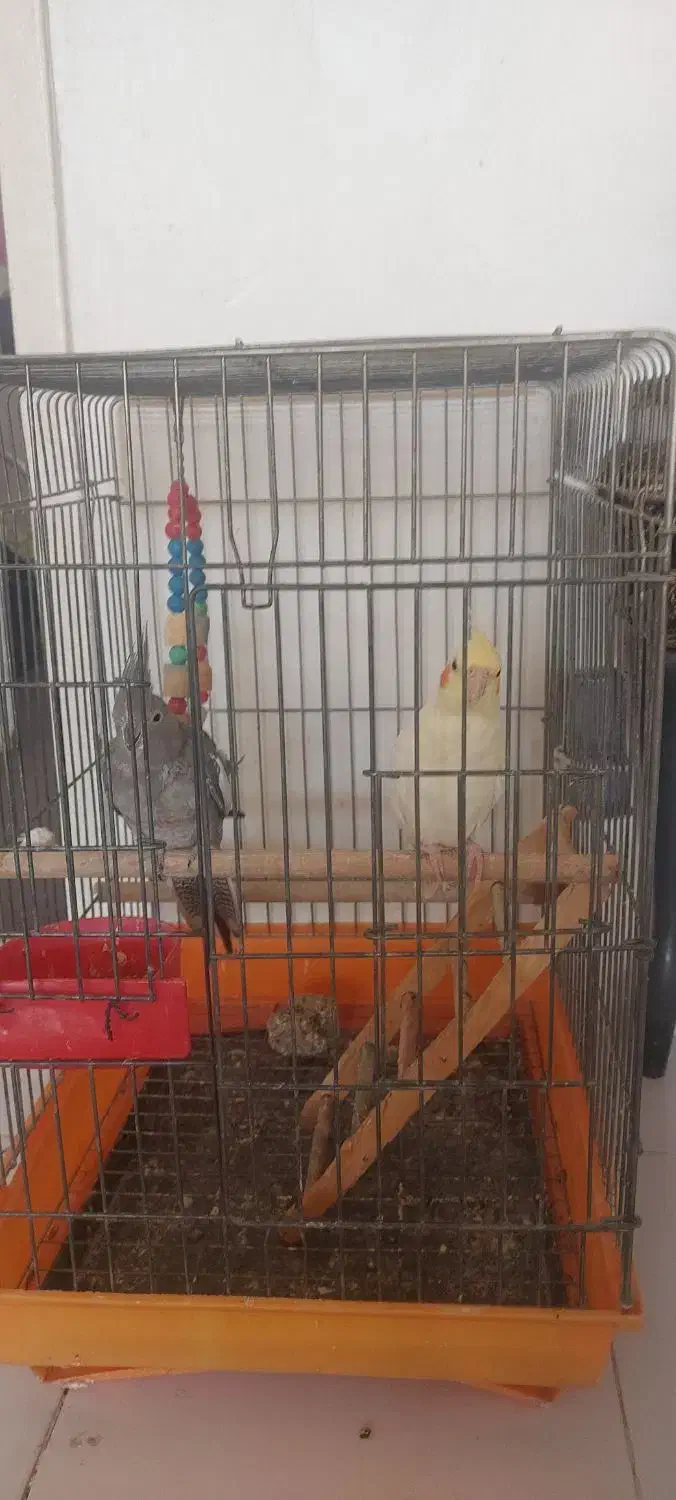 عروس هلندی۱۸۰۰|پرنده|محمدیه-قزوین, |دیوار