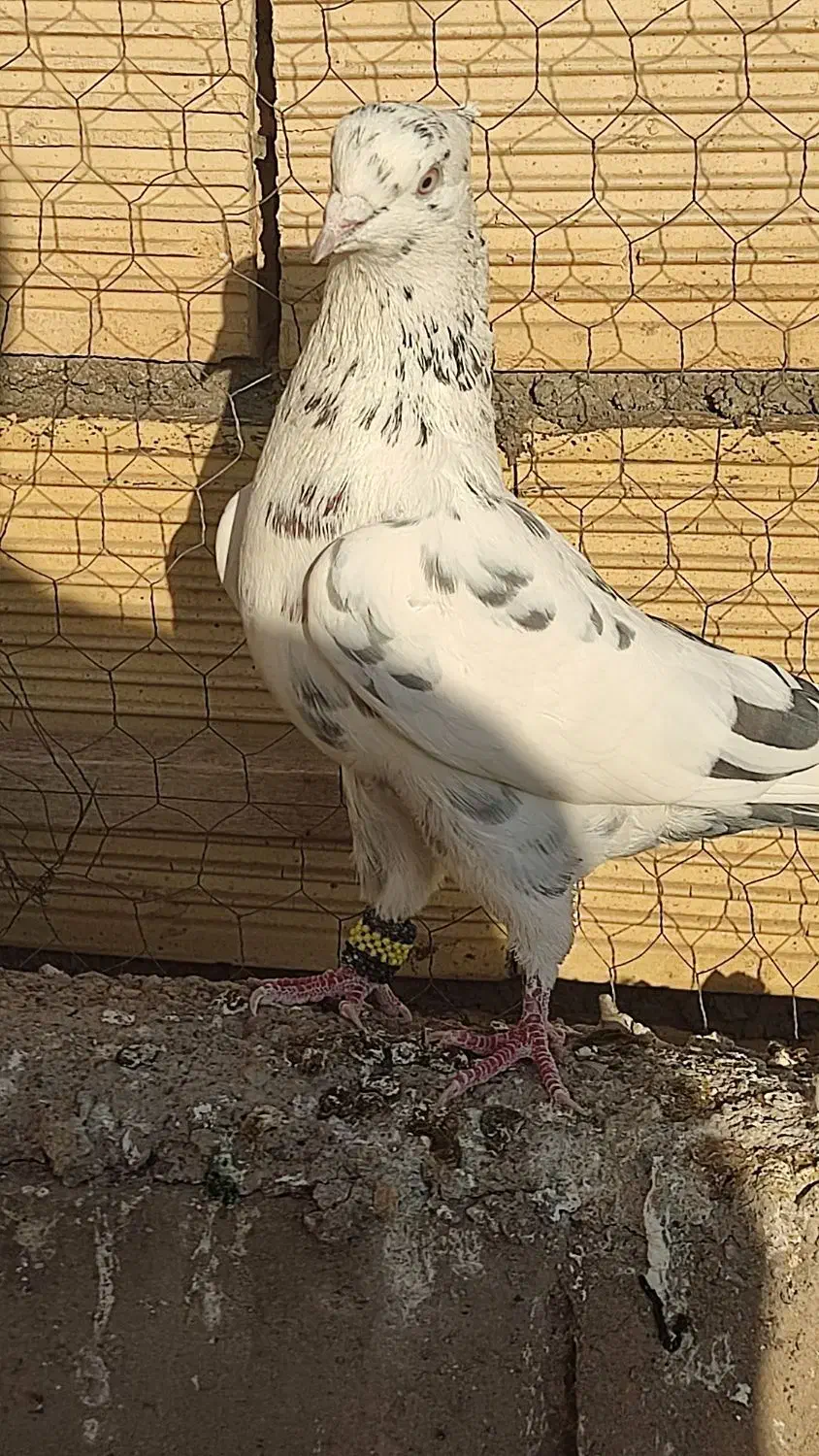 یک جفت کفتر خال قدیم ذات دار پرشی|پرنده|ساوه, |دیوار