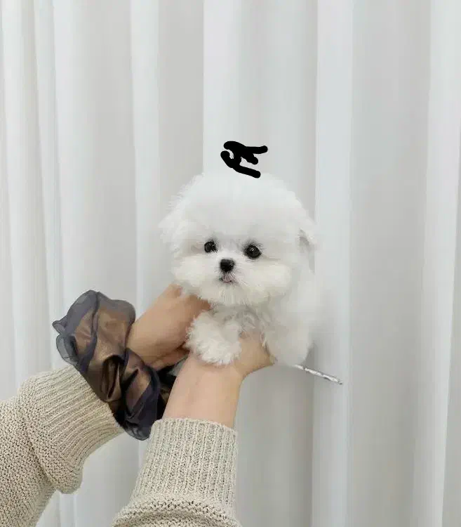 پو.دد.ل.لل|سگ|اهواز, کمپلو شمالی|دیوار