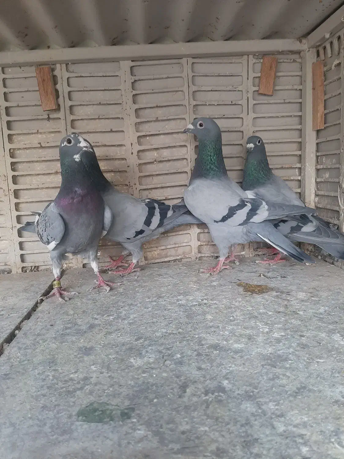 کبوتر مسافتی یا آلمانی|پرنده|تهران, خاوران|دیوار