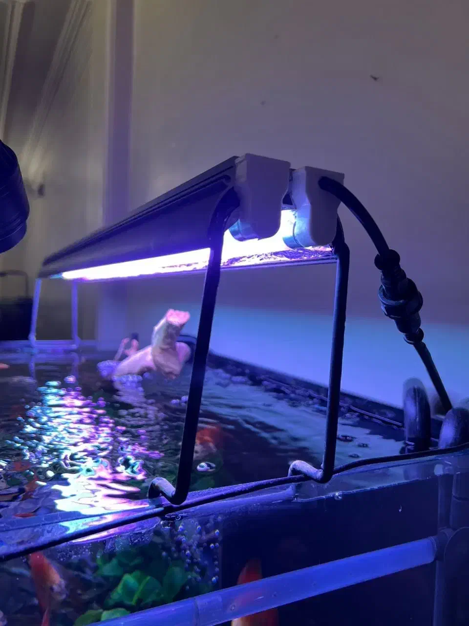 لامپ تخصصی آکواریوم مهتابی|ماهی|تهران, دارآباد|دیوار