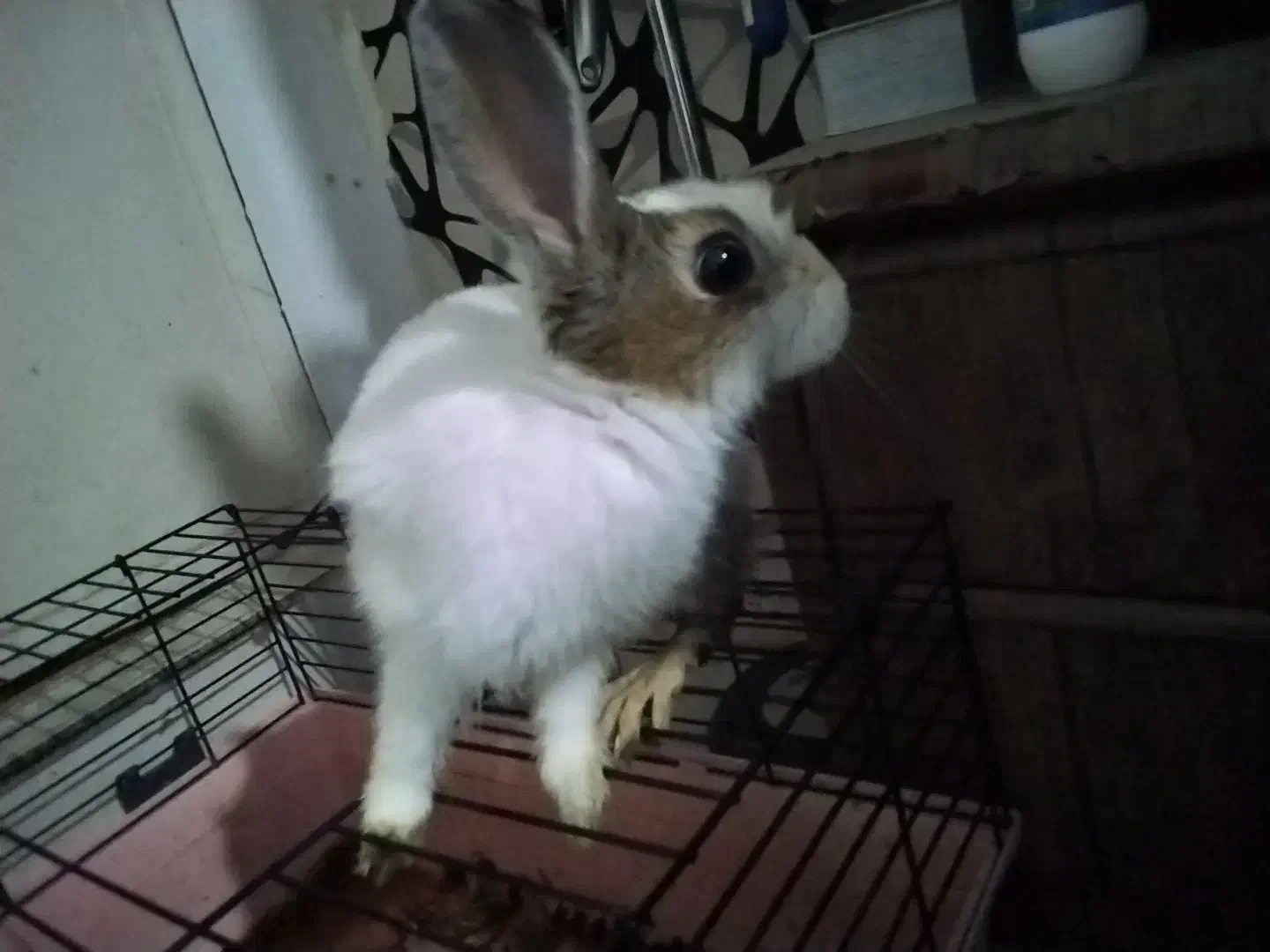 خرگوش سفید|موش و خرگوش|تهران, استخر|دیوار