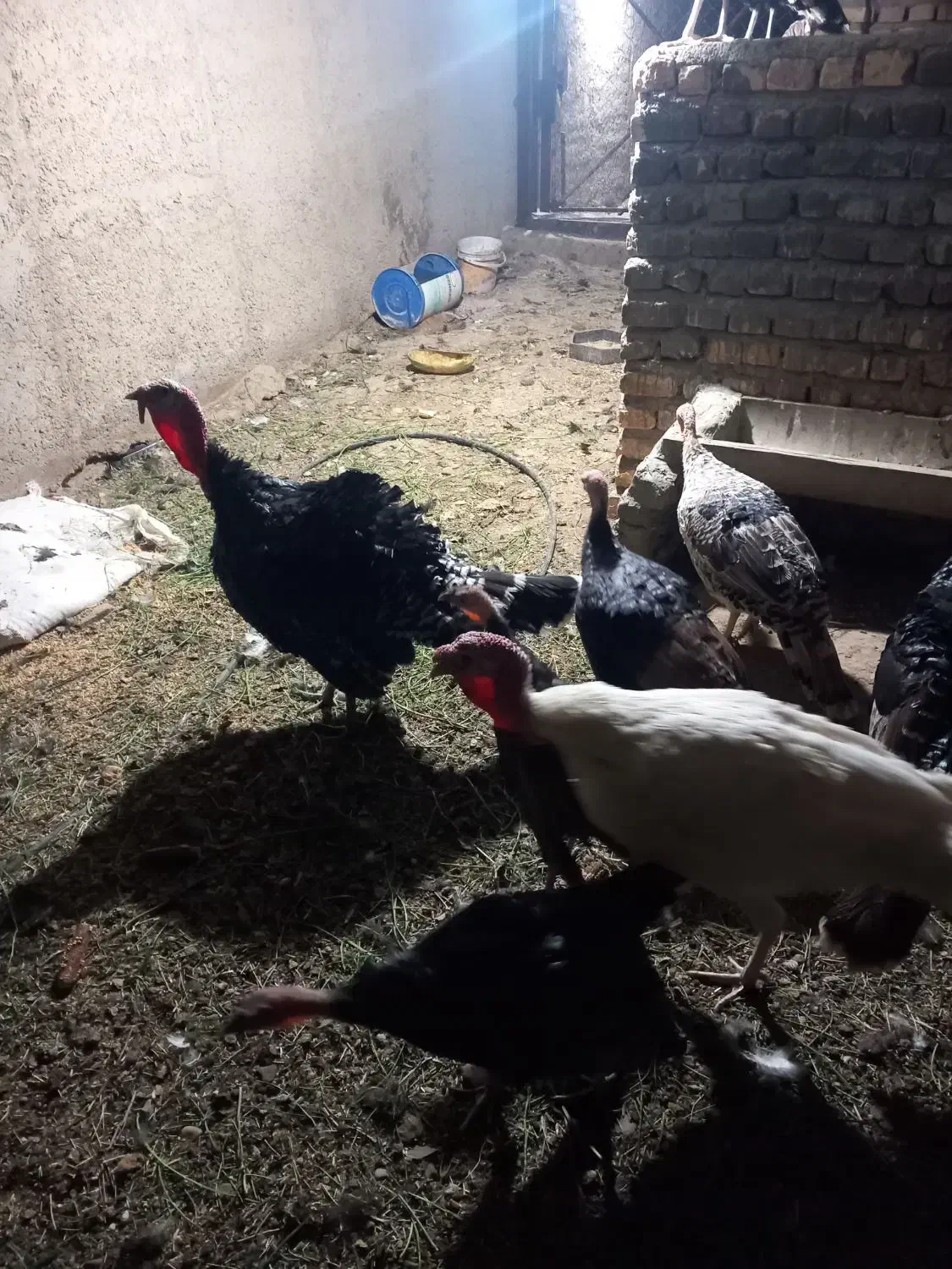 ۵۰ عدد تخم بوقلمون برنز نوتفه دار|حیوانات مزرعه|ورامین, ورامین|دیوار