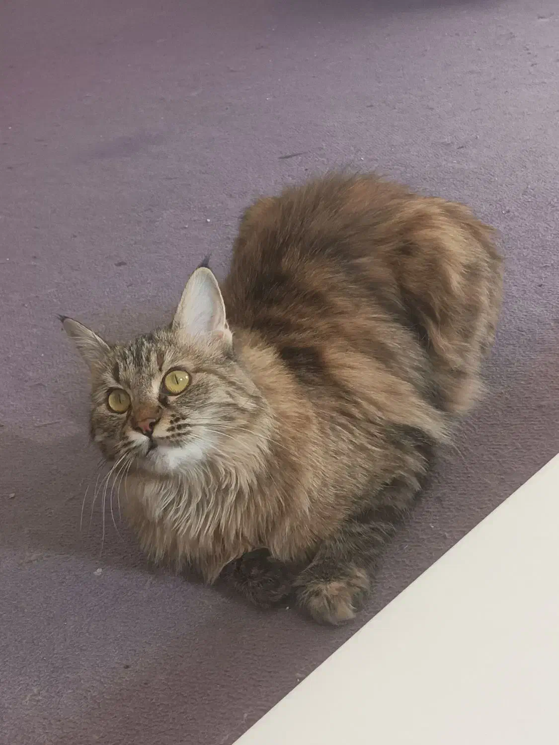 گربه پرشین بریتیش|گربه|اصفهان, شهرک امام خمینی|دیوار