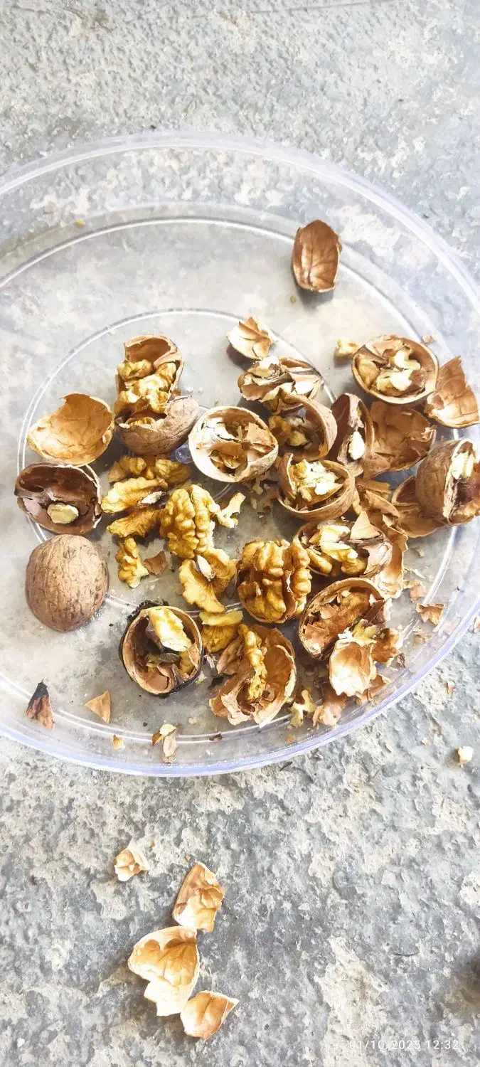 گردو|عمدهفروشی|ربط, |دیوار