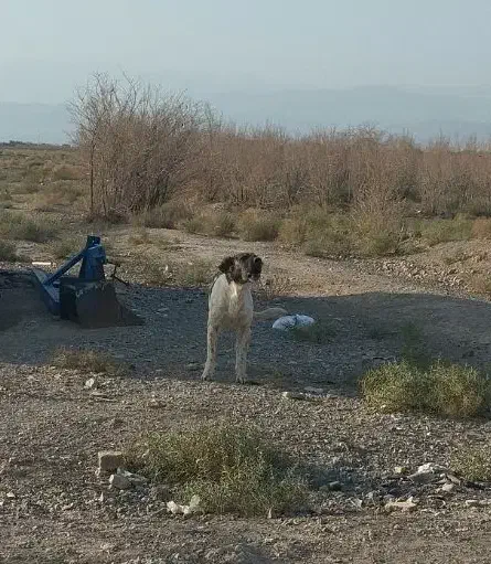 سگ سرابی افغان قهدریجان|سگ|سمنان, |دیوار