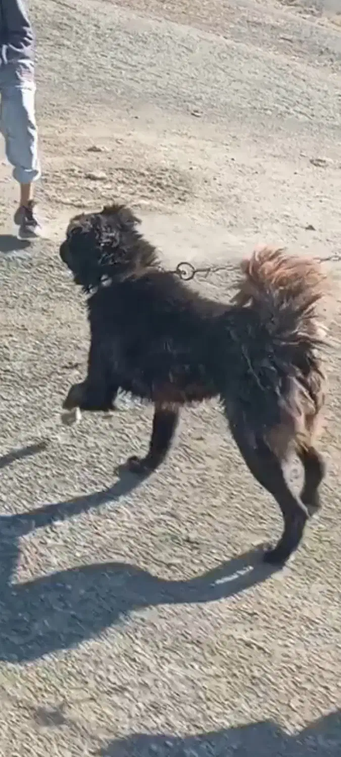 سگ گله|سگ|مانه, |دیوار