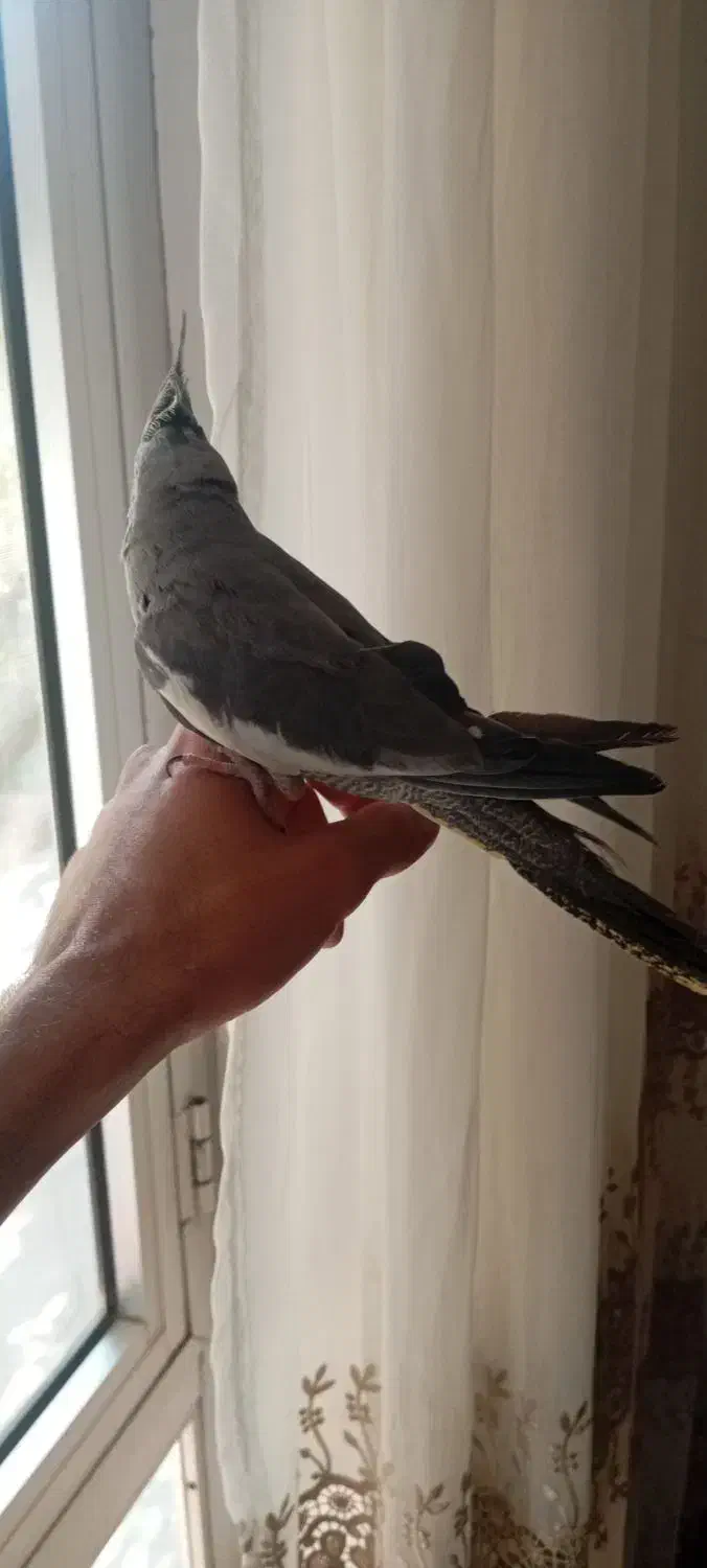 عروس هلندی|پرنده|خسروشاه, |دیوار