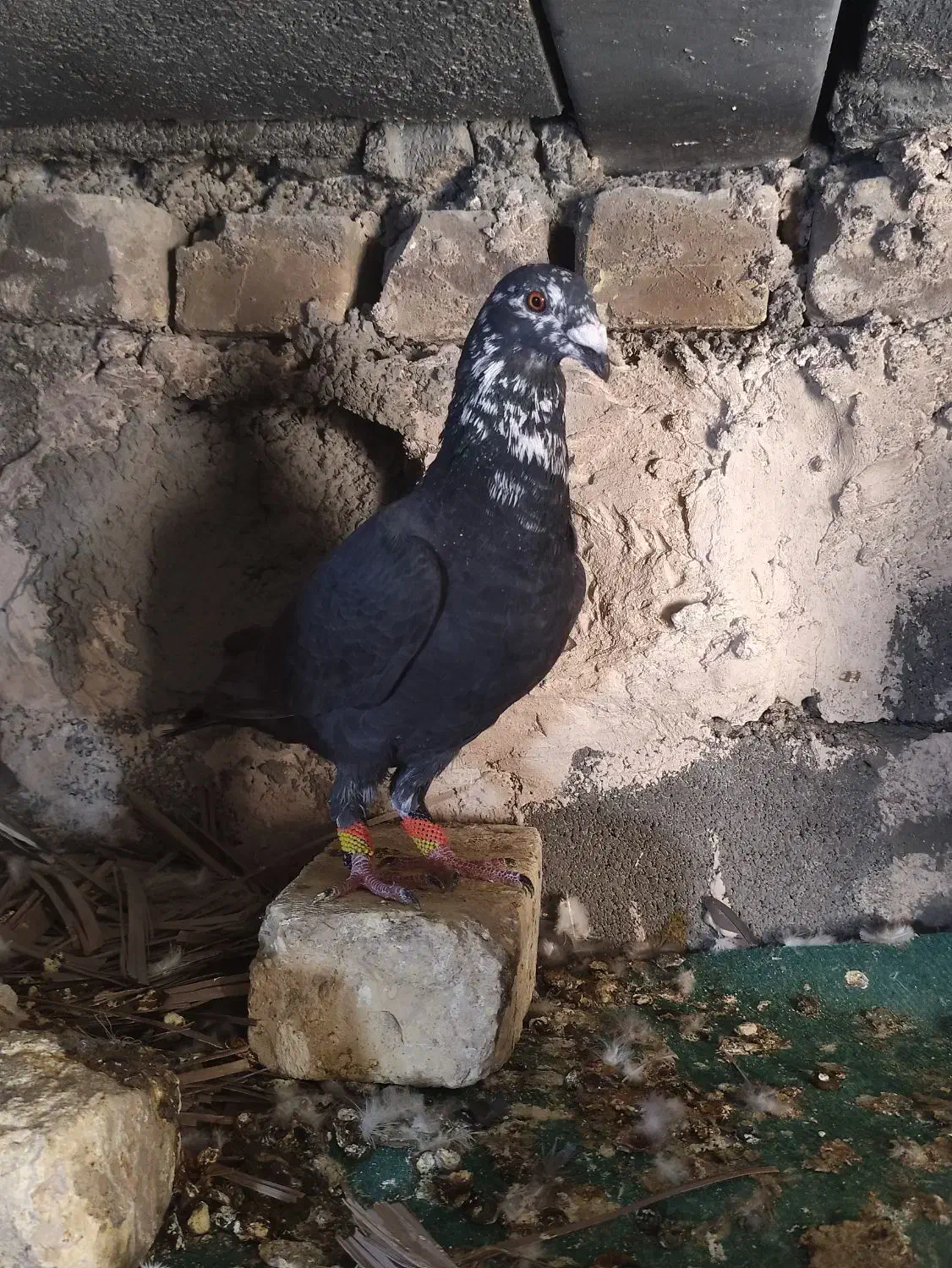 کفتر|پرنده|فسا, |دیوار