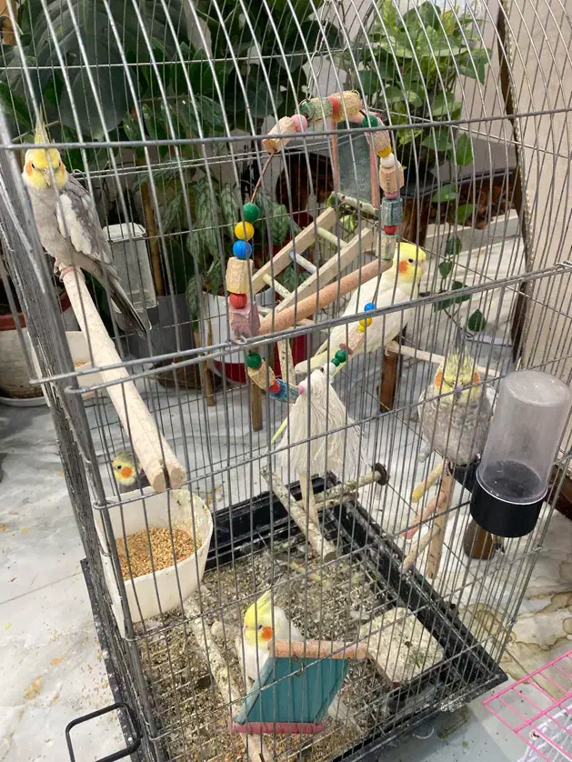 عروس  بالغ سخنگو|پرنده|آستارا, |دیوار