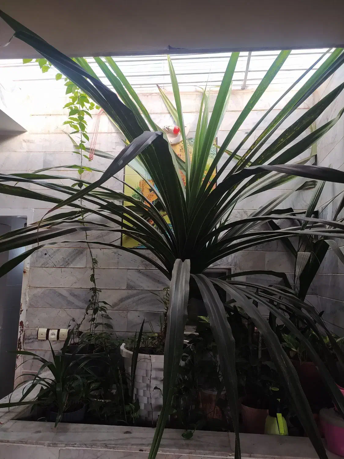 گل پاندانوس|گل و گیاه طبیعی|بیرجند, |دیوار