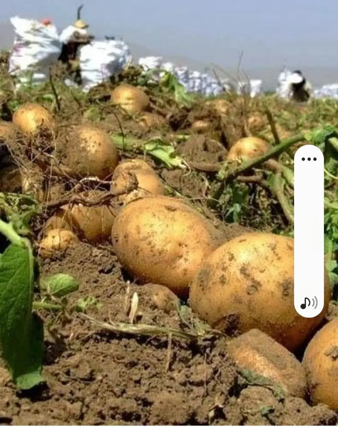 اکپم 12 نفر هستیم کار کشاورزی جم کردن سیب زمینی|خدمات باغبانی و درختکاری|دهگلان, |دیوار